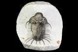 New Trilobite Species (Affinities to Quadrops) #69581-8